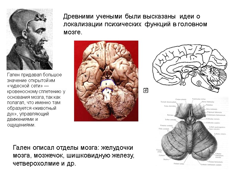 Древними учеными были высказаны  идеи о локализации психических функций в головном мозге. Гален